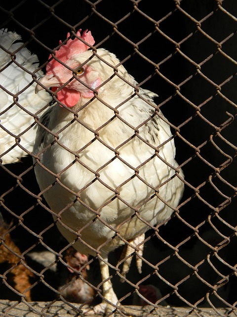 尽管国家面 尽管国家面